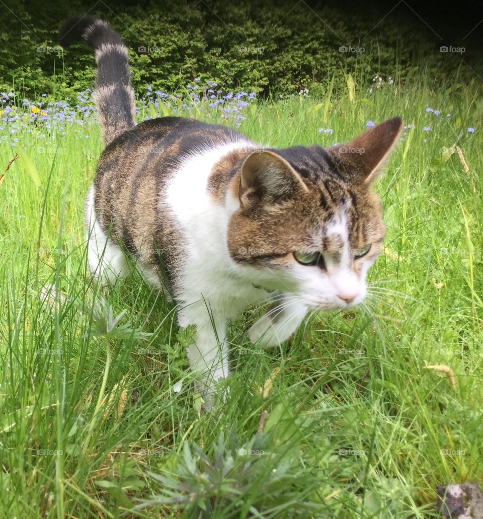 Cat. Cat in garden