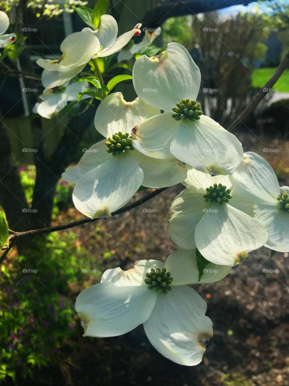 White and green flowers with crisp, clear petals blossoming and hanging from a small tree on a warm summer day. 
