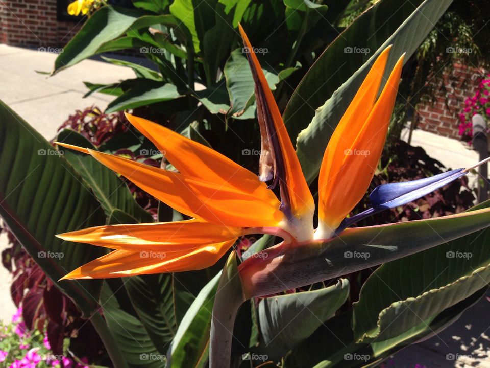 Sonic flower. Bird of paradise