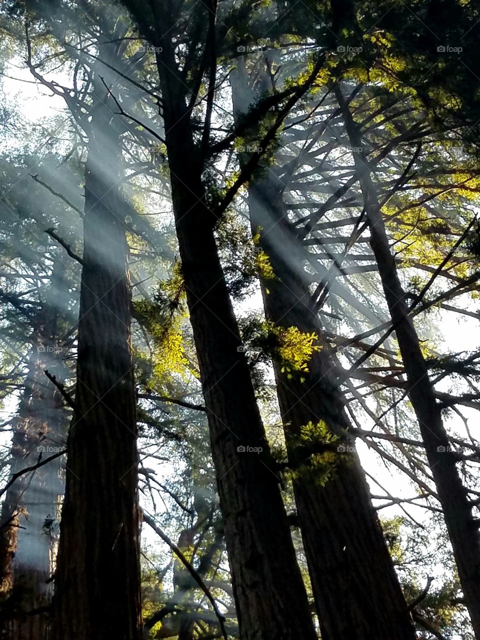rays of light shining through redwood trees