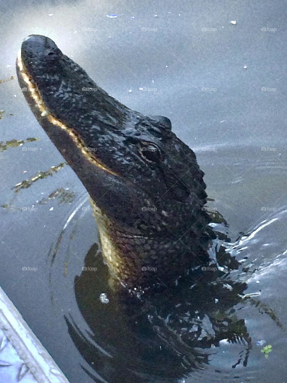 So had to do the tourist thing in New Orleans and take a boat ride to feed the alligators- they were ready for the raw chicken!!! Scary but so fun!!