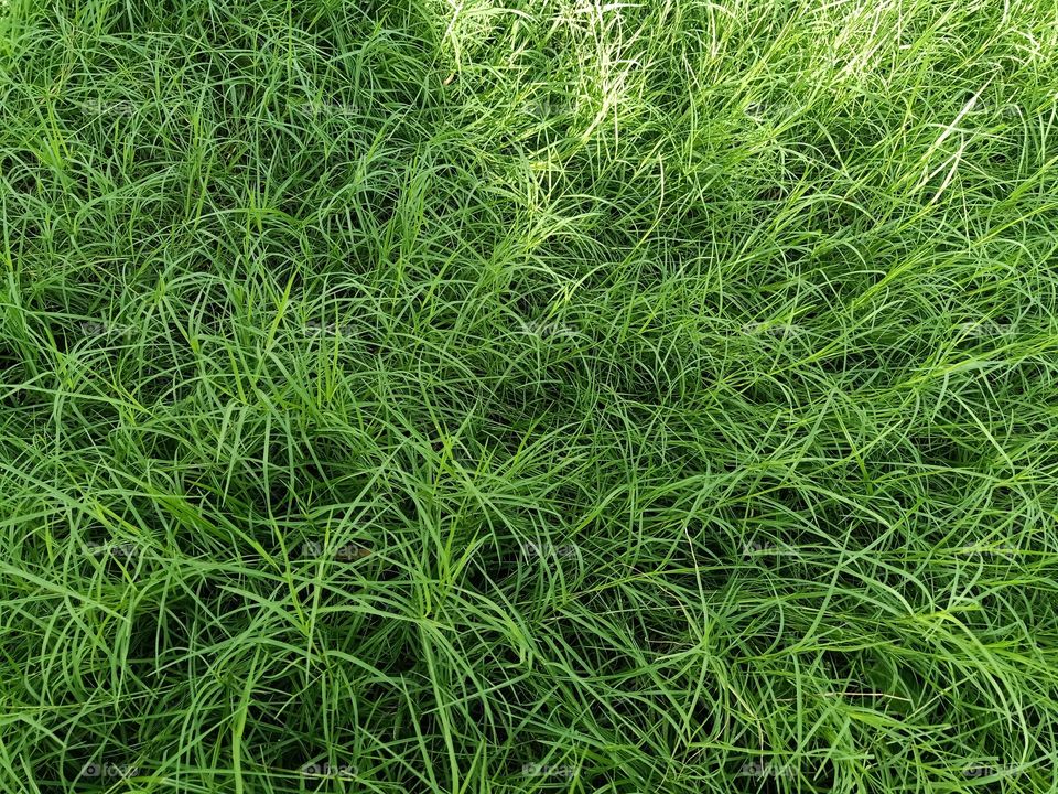 Grass