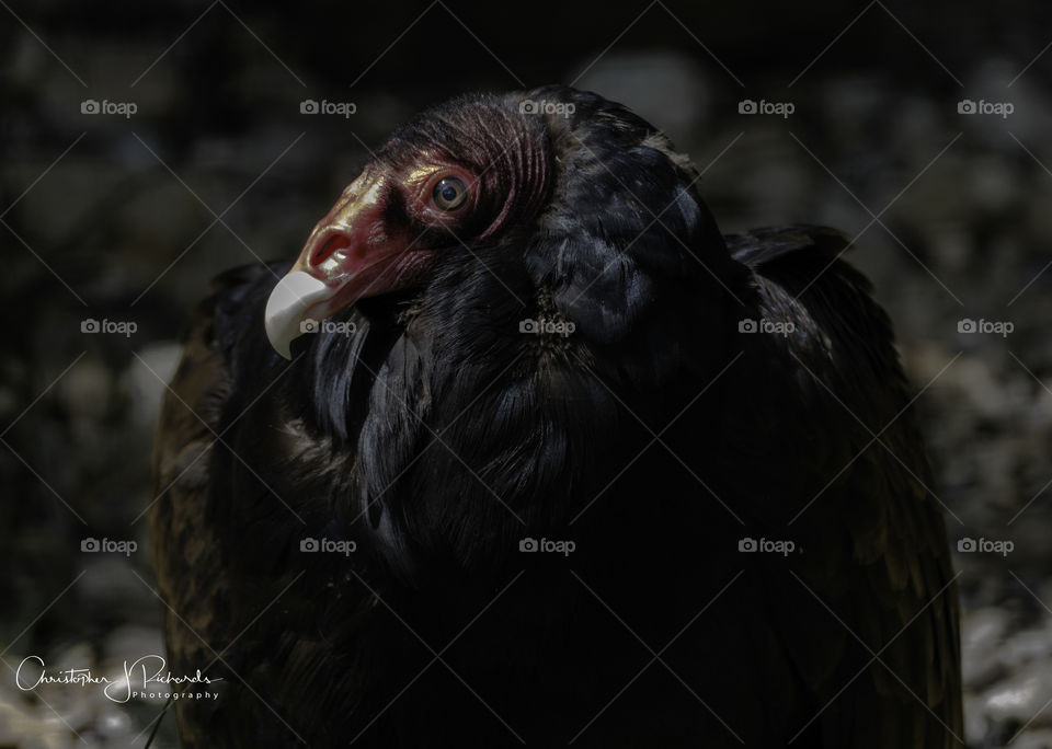 turkey Vulture