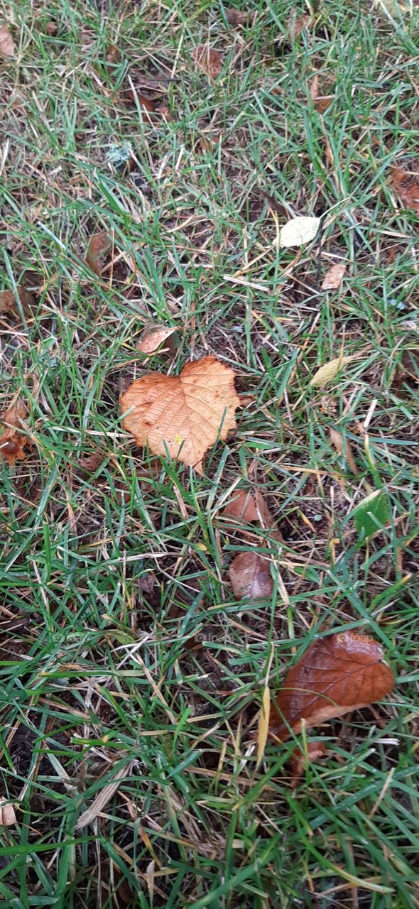 Зелёный  ,  жёлтый   и   трава!