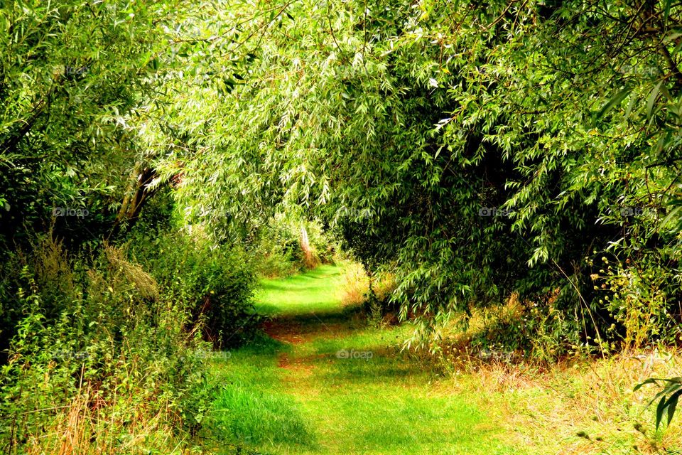 green arch