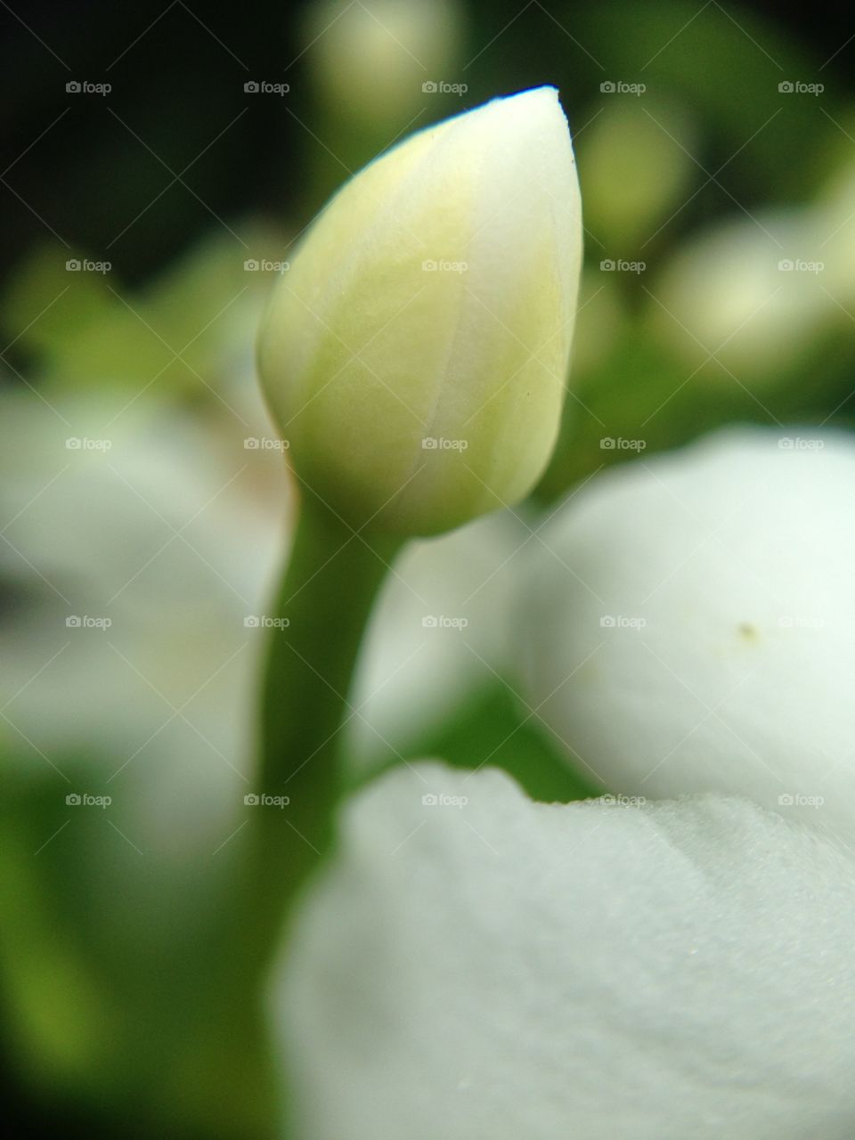 Cresça como nossa esperança também cresce