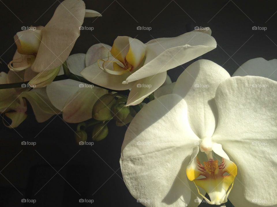 Blooming orchid flower