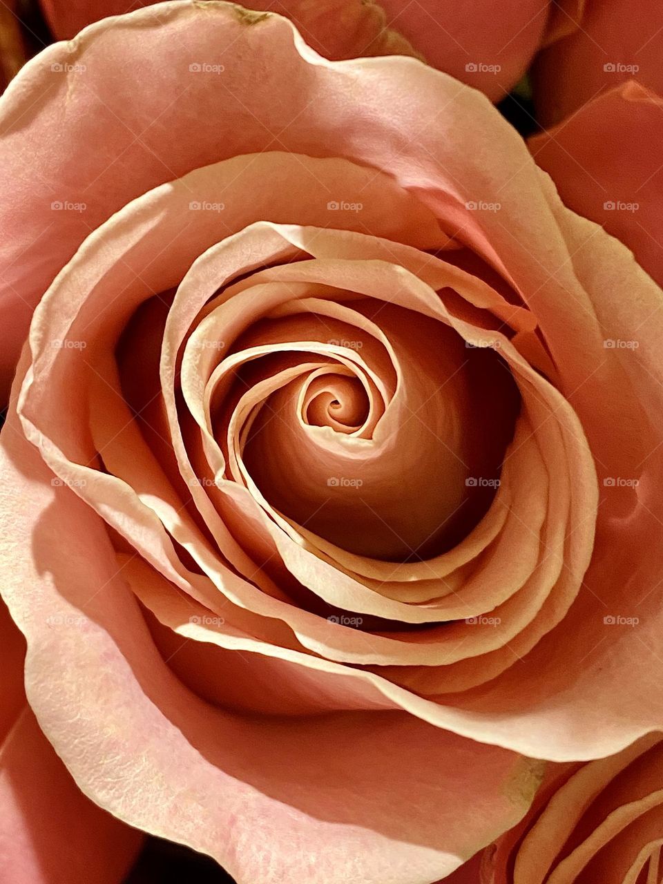 Close-up of a pretty peach colored rose