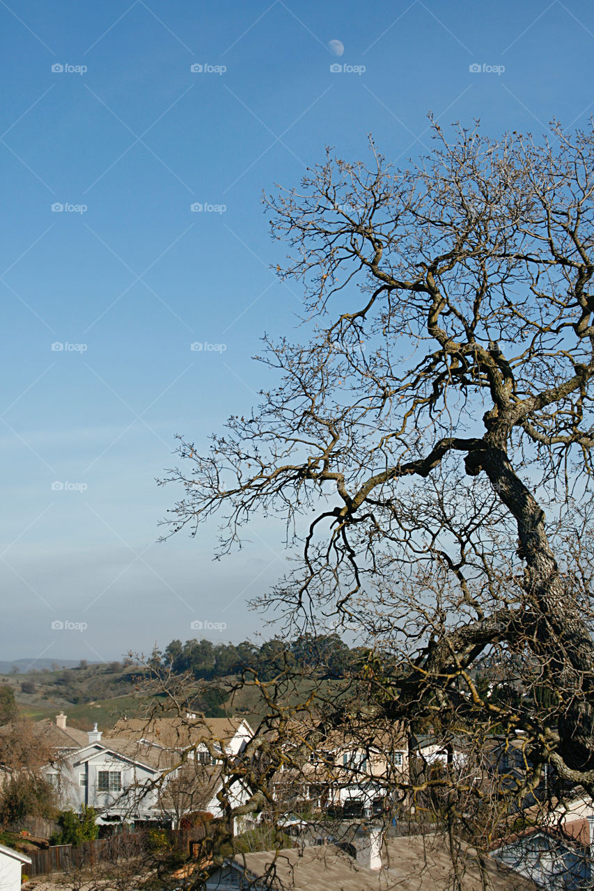 Landscape with tree