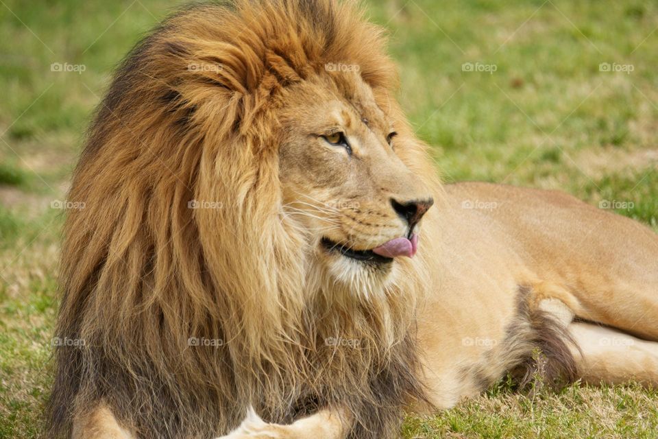 The impressive, dangerous and beautiful African lion at rest