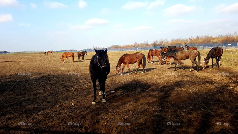 Horses on the meadow