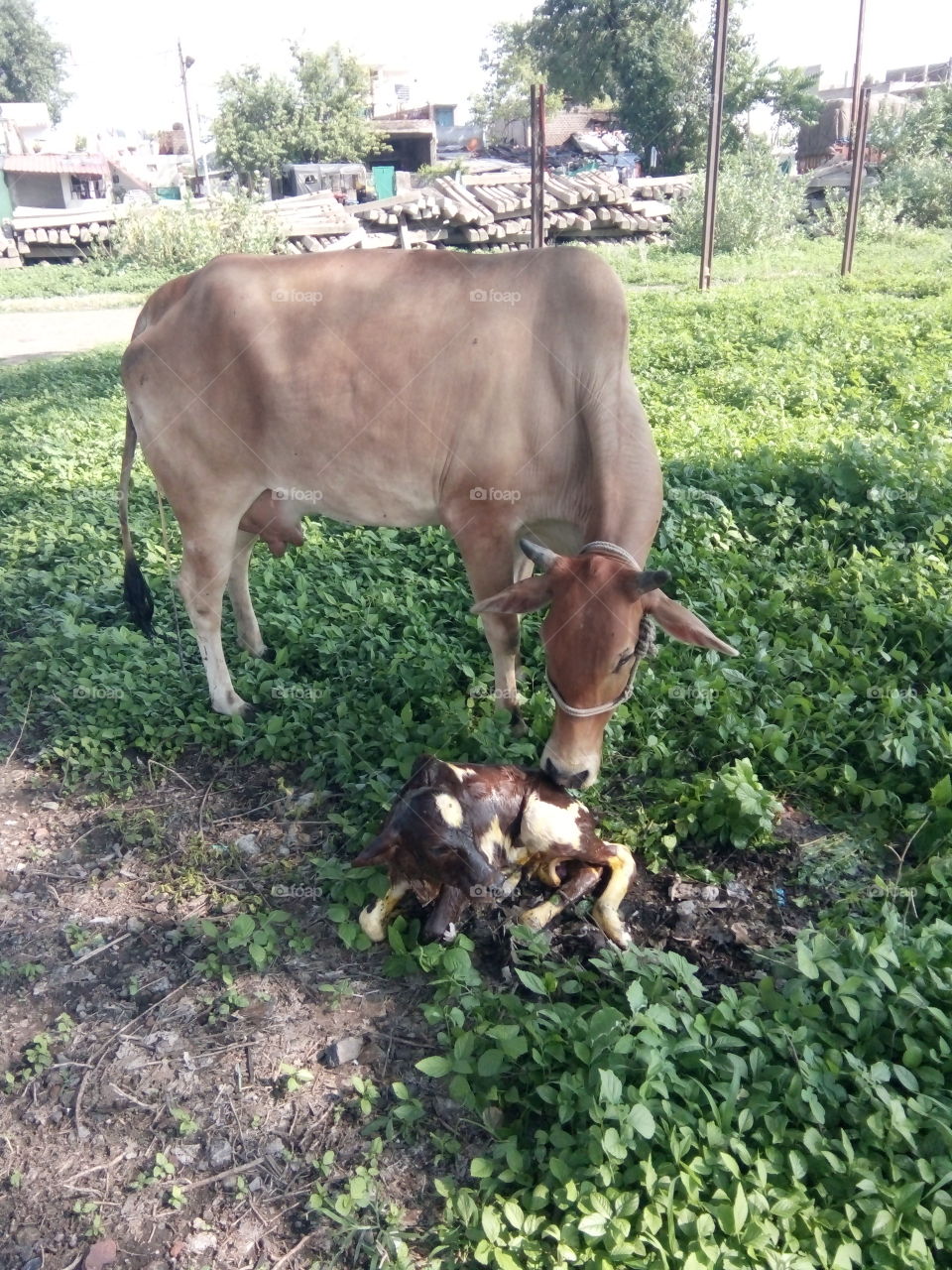 cow,cow picture,lovely cow pics,one cow photo,real cow photo,A great photo,a photo for everyone,a memorable photo,a no. photo,a cherished photo,a beautiful photo,a great photo for the best people,a sample of beautiful photography