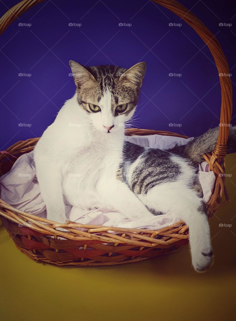 A cat in the basket portrait.