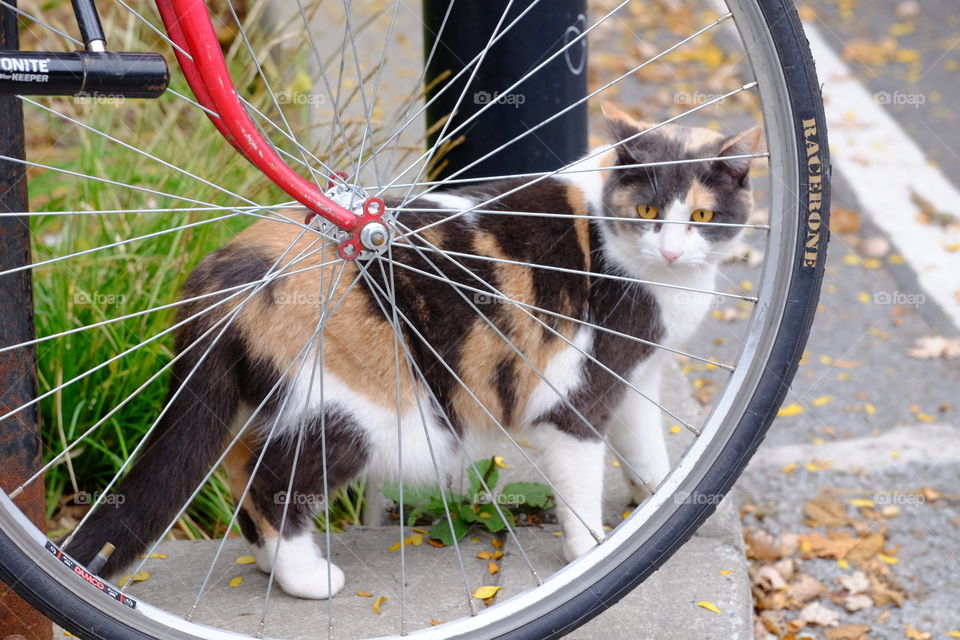 Roaming around the hood 