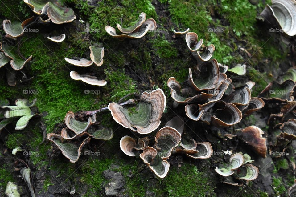Mushrooms on a tree
