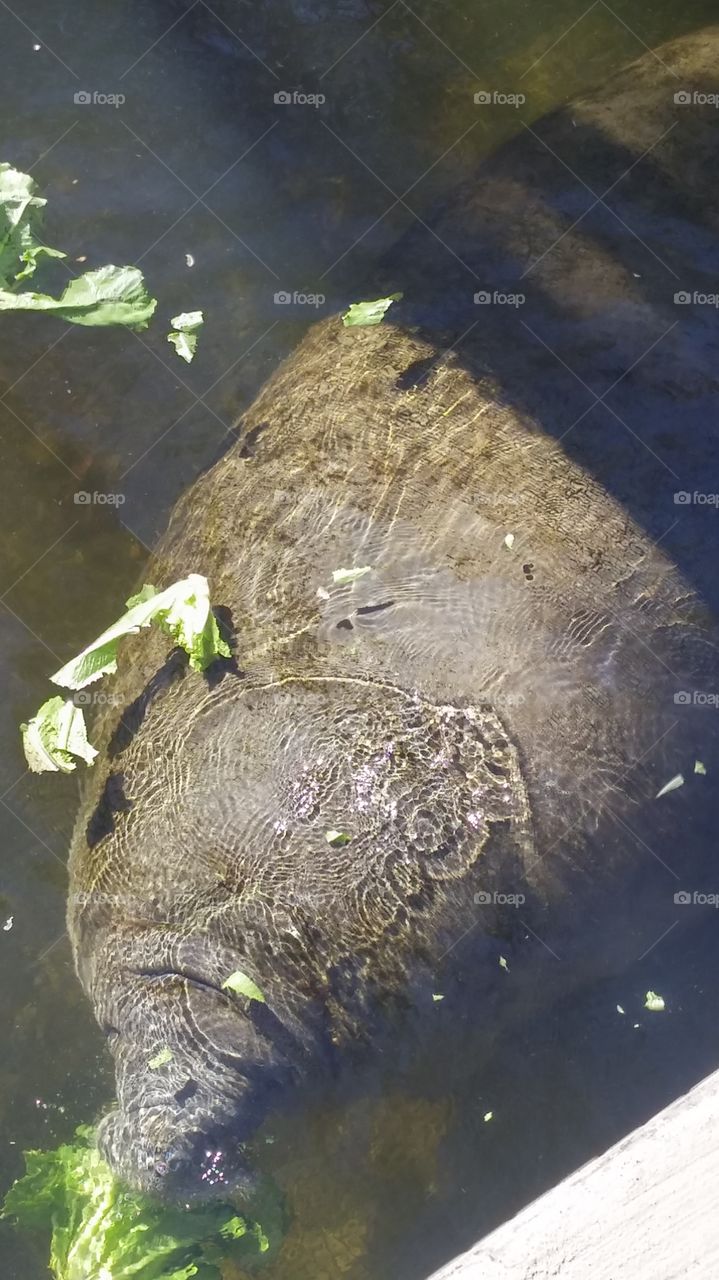 Manatee eating