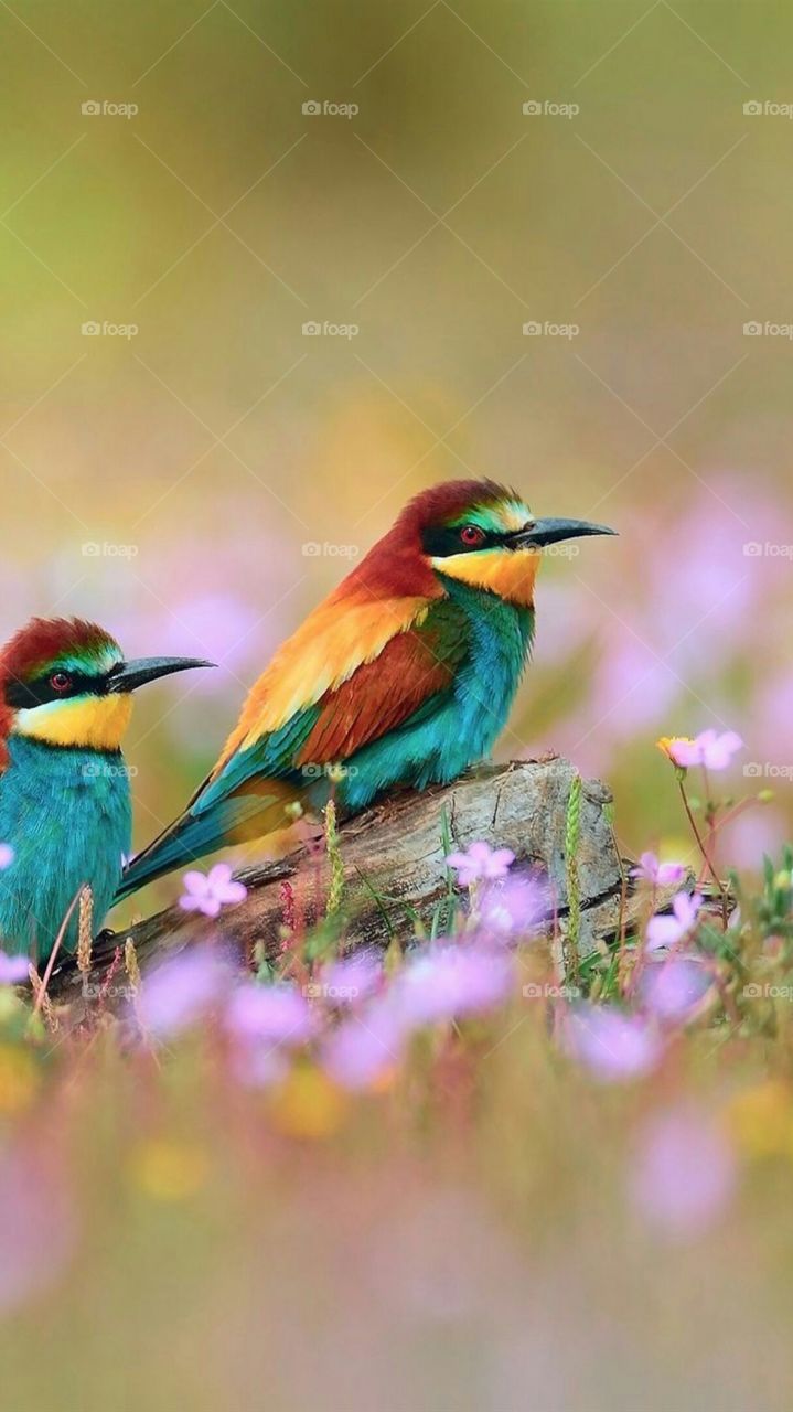 Brazilian nightingale Bird