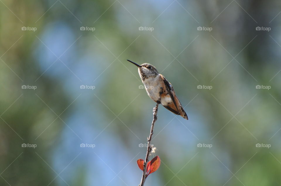 Hummingbird on the tree