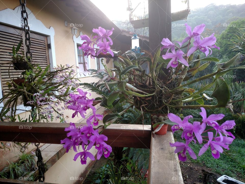 Flores
orquídea