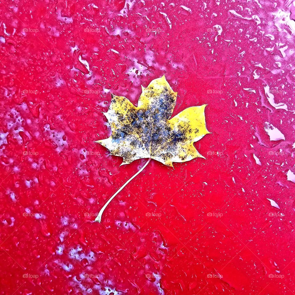 wet maple leaf