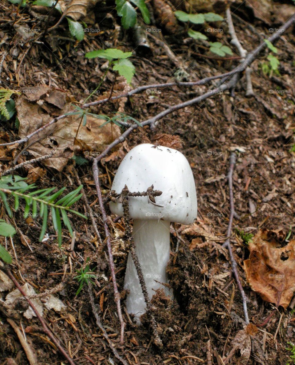 mushroom in the forest