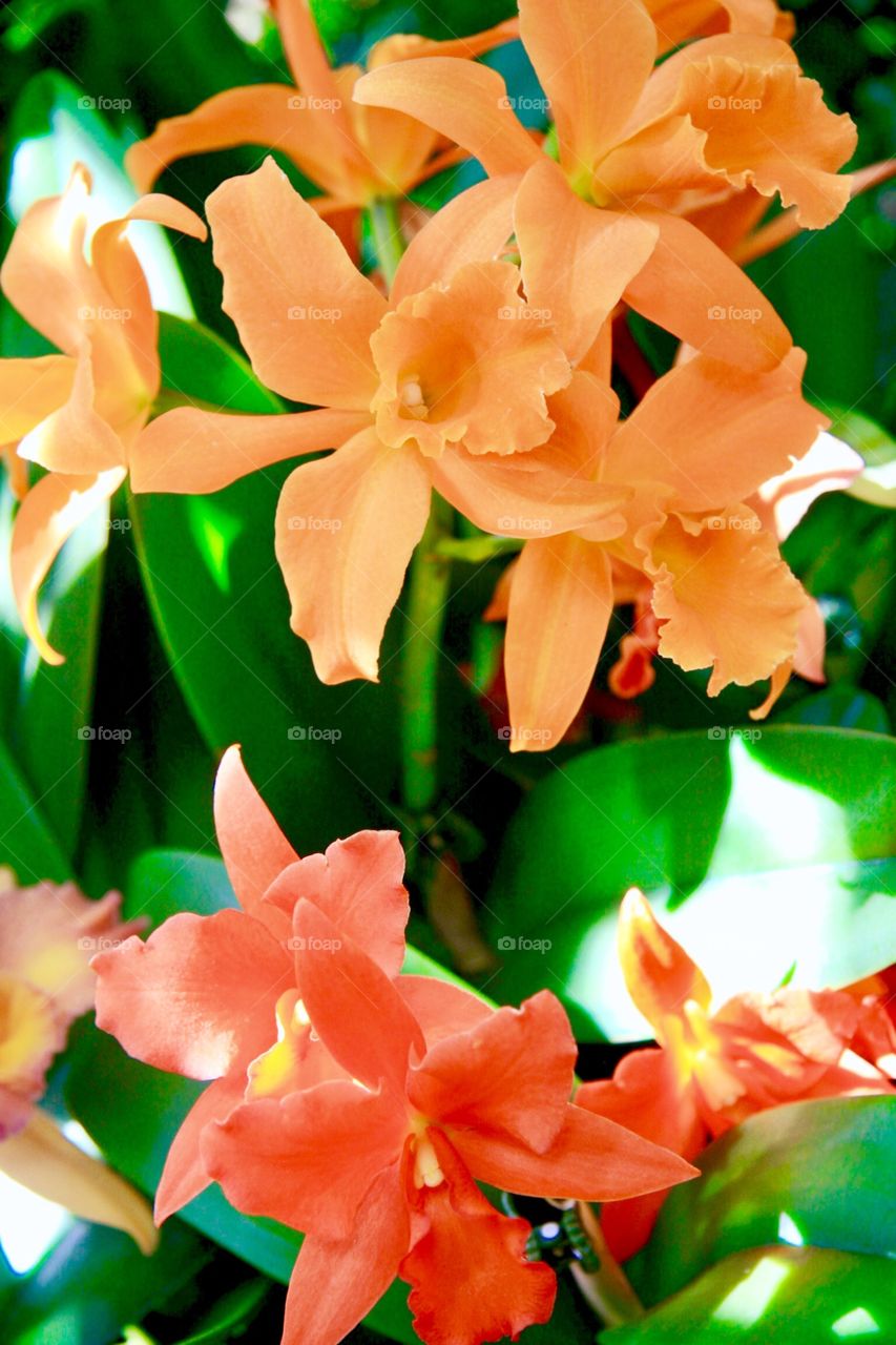 Orchids in orange 