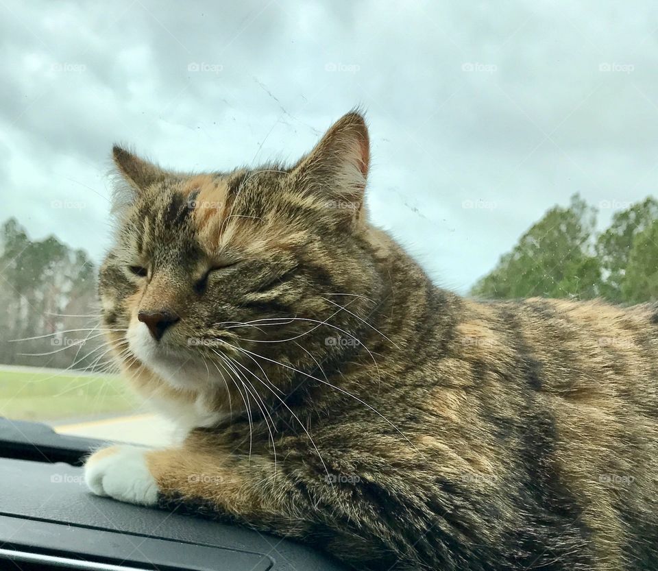 Dashboard Kitty