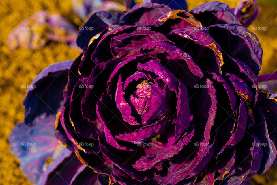 a beautiful photo of a cabbage plant in the sun light