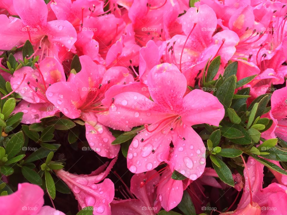 Pink flowers after the rain. 
