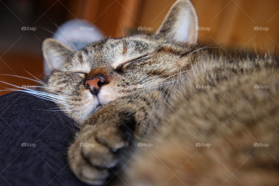 Close up of a tabby senior cat relaxing at home 