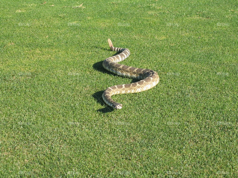Rattle Snake
