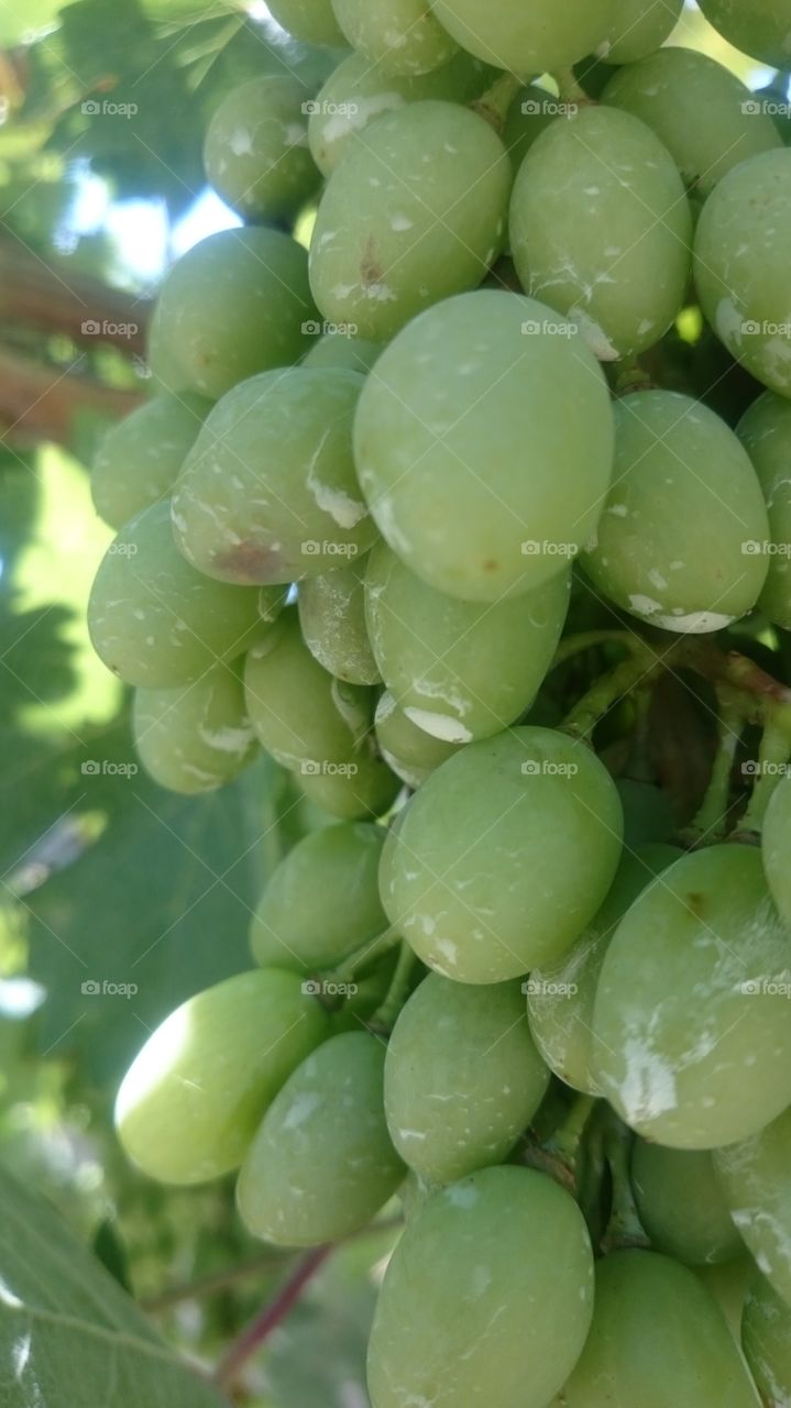 grapes