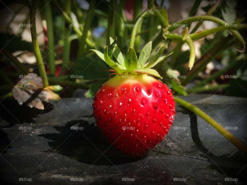 strawberry