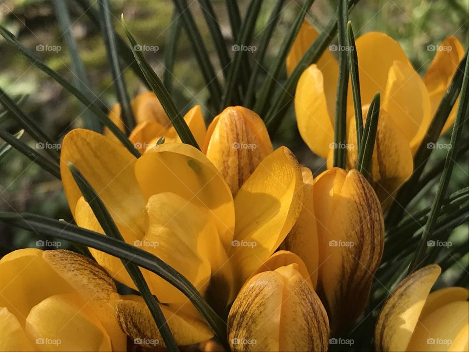 Yellow crocus
