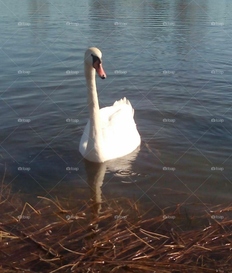 Swan, Bird, Water, Lake, No Person