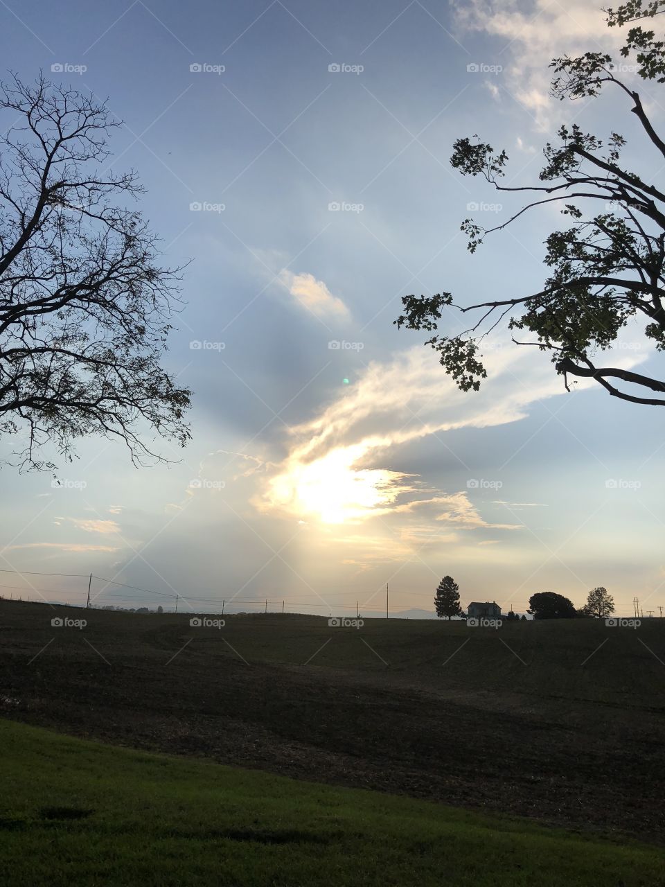 Sunsetting between the trees 