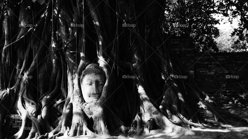 Buddha head on tree roots kissed by the sun 