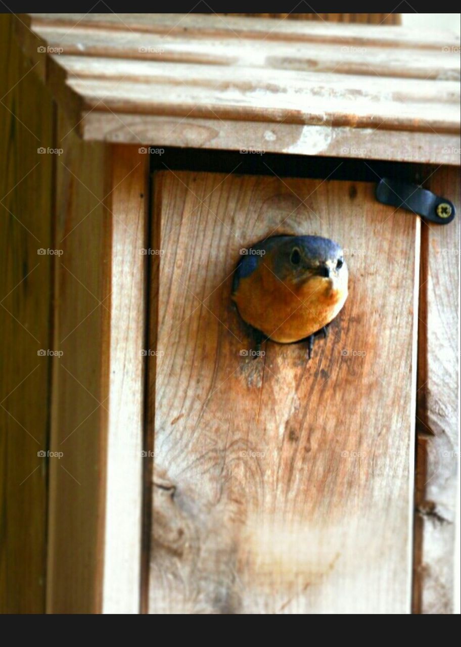 bluebird coming out of nesting box