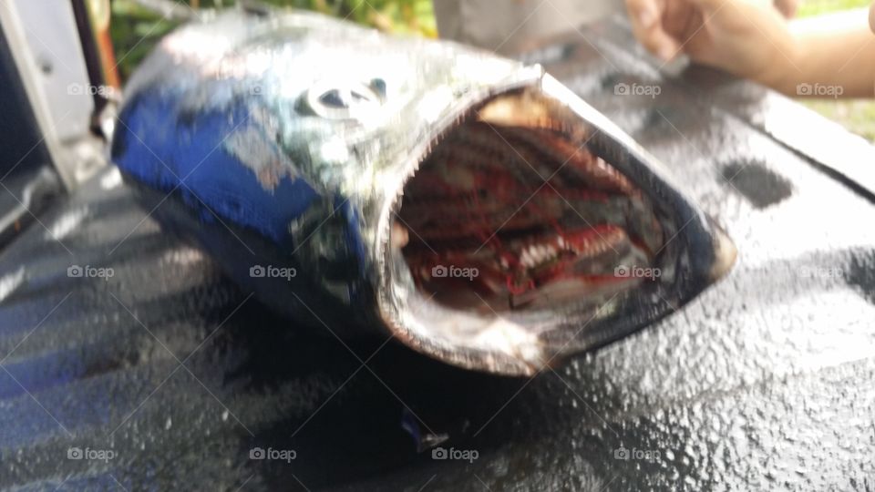 OPEN WIDE FISH