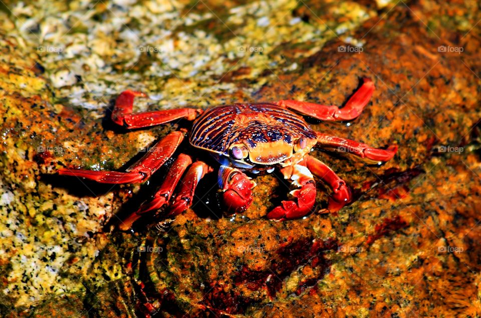 Crab on rock