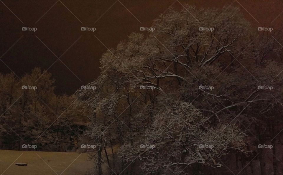 Snowy forest at night