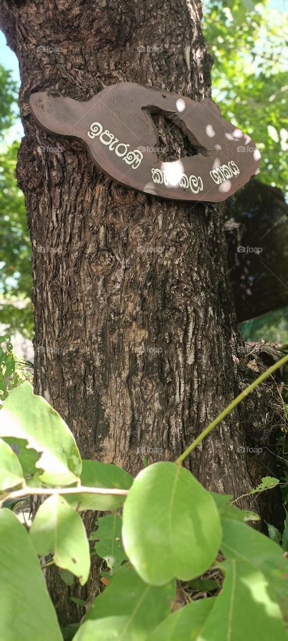 It is said that King Sri Wickramarajasinghe, the last king of Sri Lanka captured by the British, was tied to this tree while being taken to Goa, India.