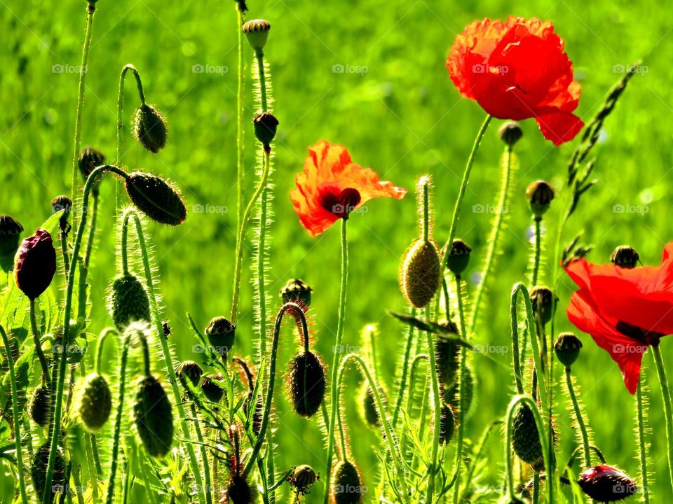 poppy field