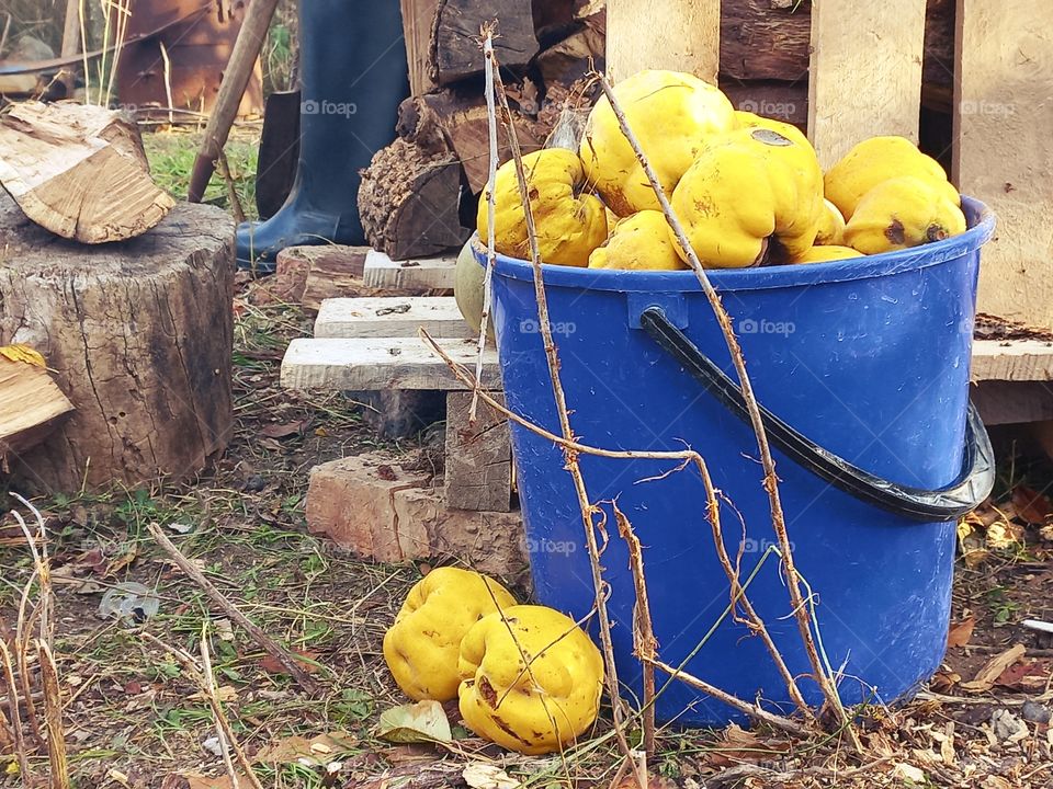everyday life in the village, preparation for winter, firewood was cut down, the harvest of quince was harvested, and other inverter used on the farm!
