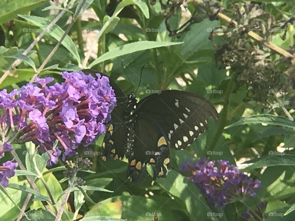 Butterfly on a butterfly bush 