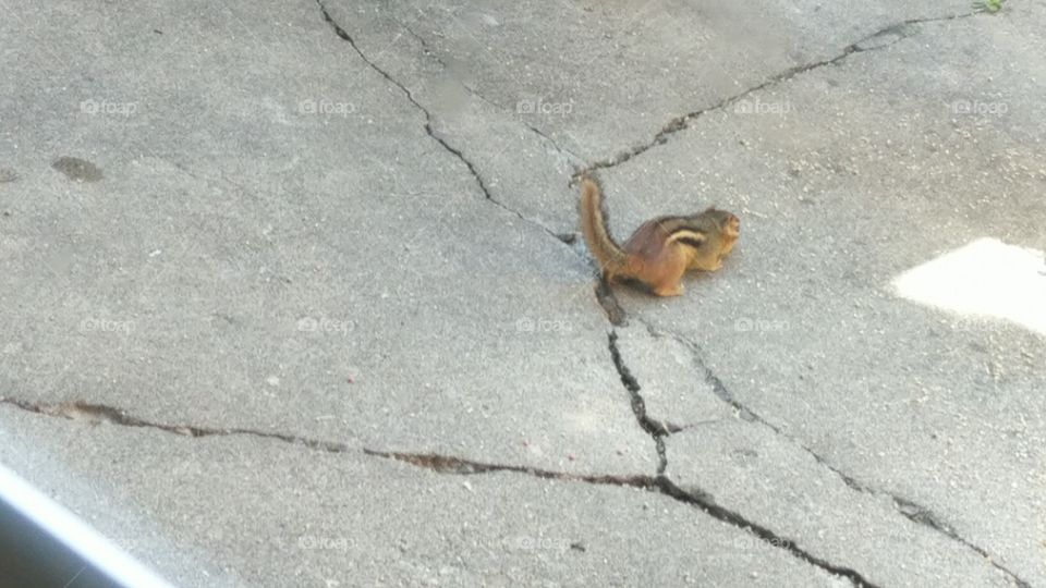 chipmunk