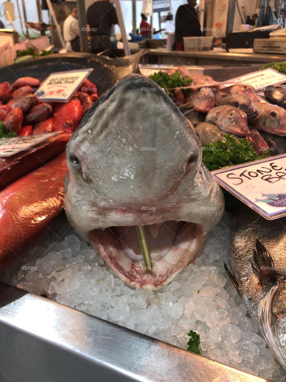 Shark for sale