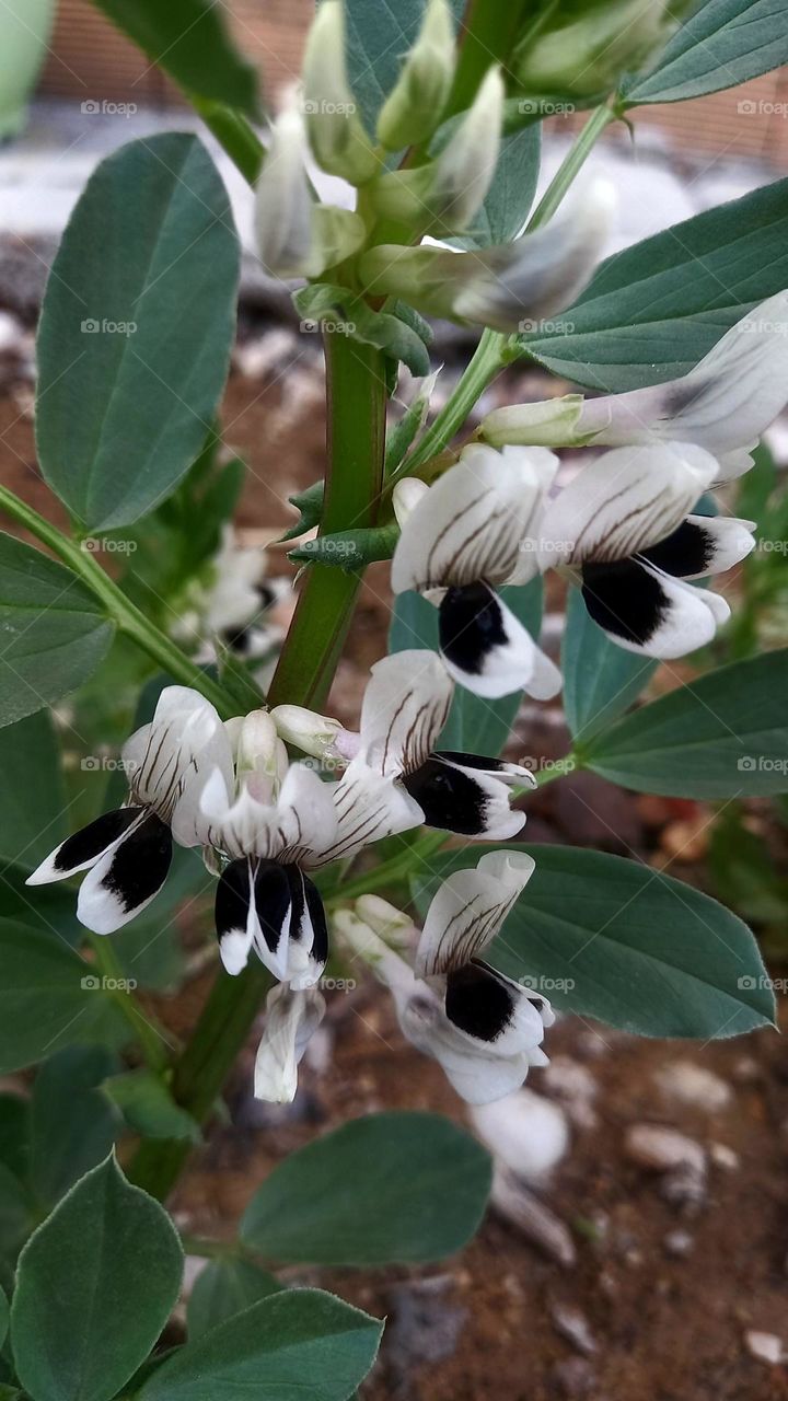 Bean flower
