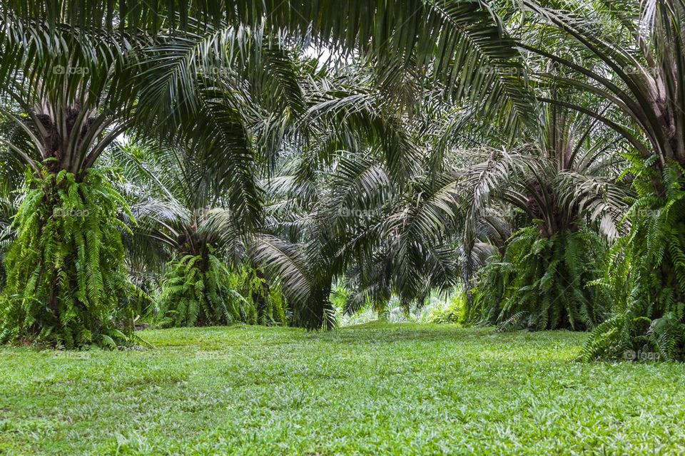 Green of tropical forest Palm tree