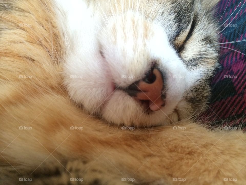 Cat nose close up